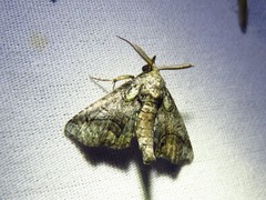 Paectes abrostolella