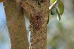 Cicada barbara lusitanica