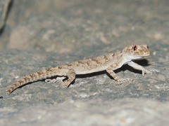 Mediodactylus heterocercus
