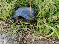 Trachemys scripta elegans