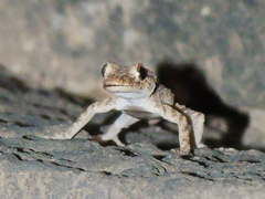 Mediodactylus heterocercus