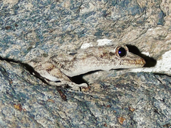 Mediodactylus heterocercus
