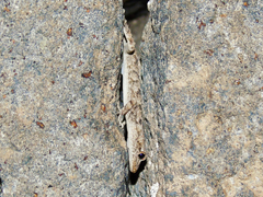 Mediodactylus heterocercus