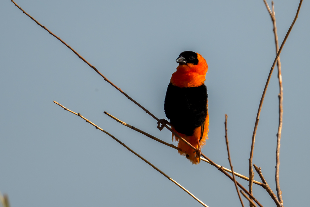 Northern Red Bishop