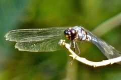 Libellula axilena