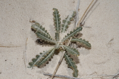 Mentzelia procera