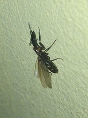 Camponotus mirabilis