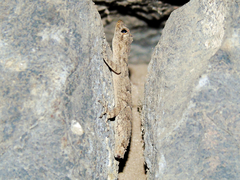 Mediodactylus heterocercus
