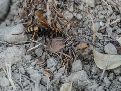 Cryptocheilus annulatus