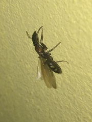 Camponotus mirabilis