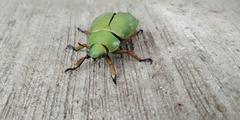 Chrysina macropus