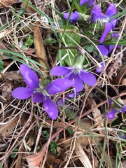 Viola sagittata