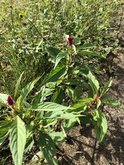 Celosia spicata