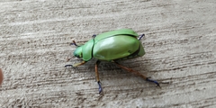 Chrysina macropus