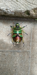 Chrysina macropus