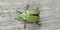 Chrysina macropus