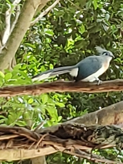 Coua cristata