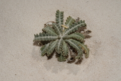 Mentzelia procera