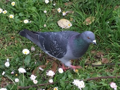Columba livia domestica