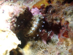 Acanthochitona