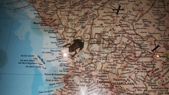 Eleutherodactylus pallidus