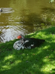 Cairina moschata domestica
