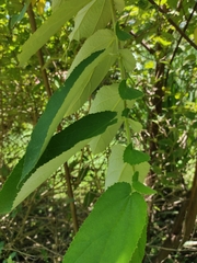 Dicraspidia donnell-smithii image