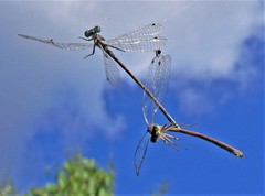 Ischnura fluviatilis