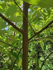 Dicraspidia donnell-smithii