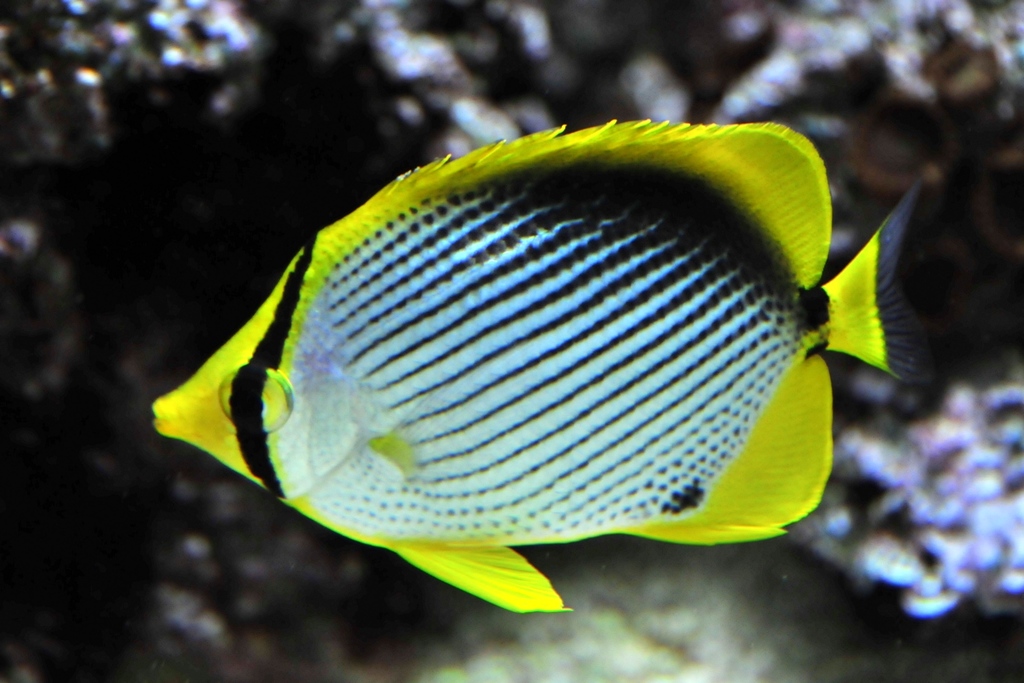 Chaetodon