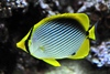 Chaetodon - Photo (c) Joachim S. MÃ¼ller, some rights reserved (CC BY-NC-SA)