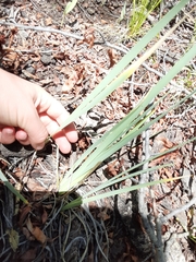 Iris missouriensis