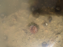 Pagurus novizealandiae