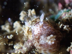 Chromodoris mandapamensis