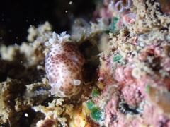 Chromodoris mandapamensis