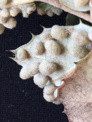 Dryomyia lichtensteinii