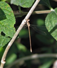 Lestes undulatus