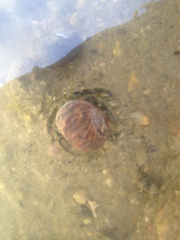 Pagurus novizealandiae