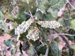 Dryomyia lichtensteinii