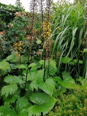 Ligularia sibirica