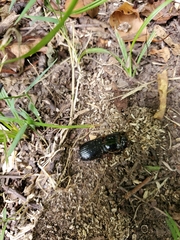 Odontotaenius disjunctus