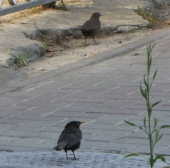 Turdus merula