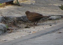Turdus merula