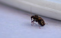 Cyphodema instabilis