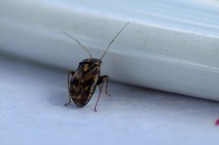 Cyphodema instabilis