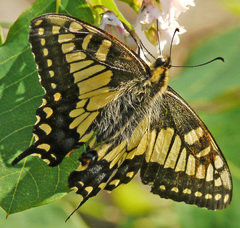Papilio machaon hudsonianus
