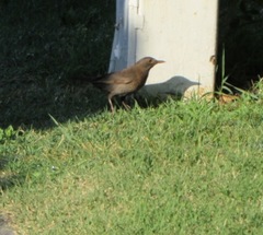 Turdus merula
