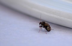 Cyphodema instabilis