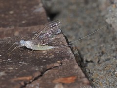 Maccaffertium terminatum