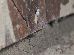 Maccaffertium terminatum